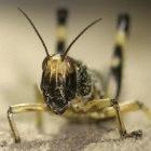 A locust marching in a swarm