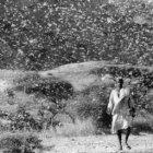 Locust swarm in Ethiopia, 1968