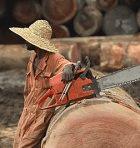 Logging in DRC