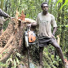 Logging in Papua New Guinea Logging in Papua New Guinea
