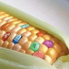 Engineered plants can produce pharmaceuticals and industrial products