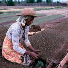 Woman planting crops, Madagascar