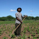 Malagasy farmer