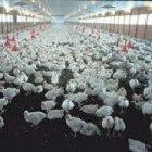 Chicken farm in Maharashtra, India 