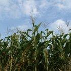 The pest destroys a third of Kenya's maize every year