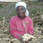 A Malawian maize farmer