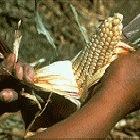 Normal maize is susceptible to maize streak virus
