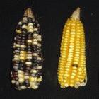 Local maize varieties produced by a farmer in Oaxaca, Mexico