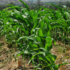 Cultivo de maíz