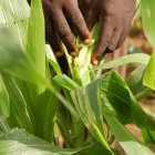 Inspecting maize