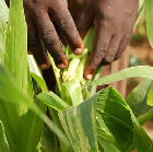 Examining diseased maize