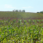 Campo de maíz