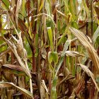 maize