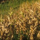 Maize