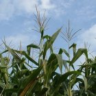 Maize