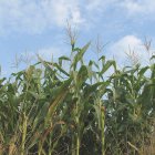 Maize