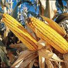 Maize is likely to be the first crop used by the project
