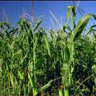 Maize plants