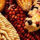 Maize is a staple crop in Mexico 