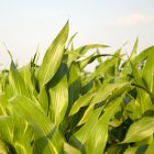 Maize leaves