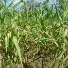 Maize, a staple crop in Malawi