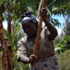Malawian farmer preparing maize plot