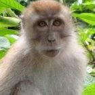 <em>Plasmodium knowlesi</em> is commonly found in macaque monkeys