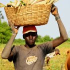 Malian farmer