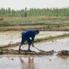 Chinese farmer tending rice field