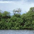 Mangrove forests can act as 'bioshields' against storms