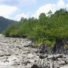 Mangrove forest 