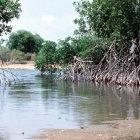 Sea level rise is threatening mangrove forests, say scientists