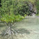 Mangroves