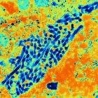The Marburg virus