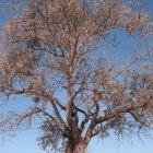 Marula tree