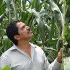 Mexican agricultural scientist inspecting experimental maize plot