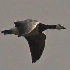 Migrating birds are a major worry for controlling bird flu