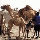 Camels are valuable livestock in dry areas, producing milk even in droughts