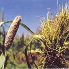 Downy mildew disease replaces grain (left) with useless tendrils (right)