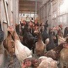H5N1 bird flu has been detected in vaccinated flocks in Egypt