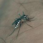 Mosquitoes can transmit diseases by feeding on human blood