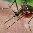 Mosquito Aedes aegypti