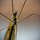 mosquito_flickr_Aesum.jpg mosquito_flickr_Aesum.jpg