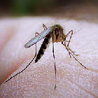 Mosquito