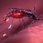 mozziebloodmeal_WHO-TDR