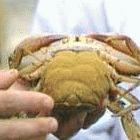 Mud crabs are being farmed within mangrove forests in the Philippine