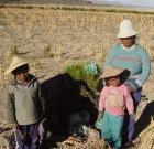 A Bolivian mother and her children harvesting quinoa