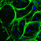 Muscle cells grown from embryonic stem cells Muscle cells grown from embryonic stem cells
