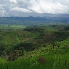 Green landscape