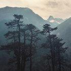 A community enterprise in the Nepal forest has benefited its community shareholders